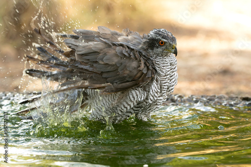 Adult female Northern goshawk drinking and bathing at a water point in a Mediterranean pine and oak forest in the last light of a summer day