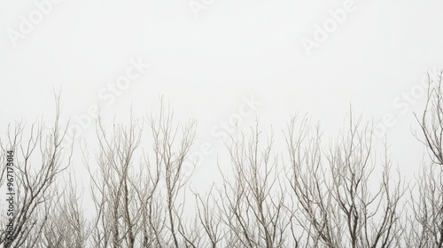 Dense grouping of bare tree branches stretching against a pale gray sky, creating a haunting natural scene