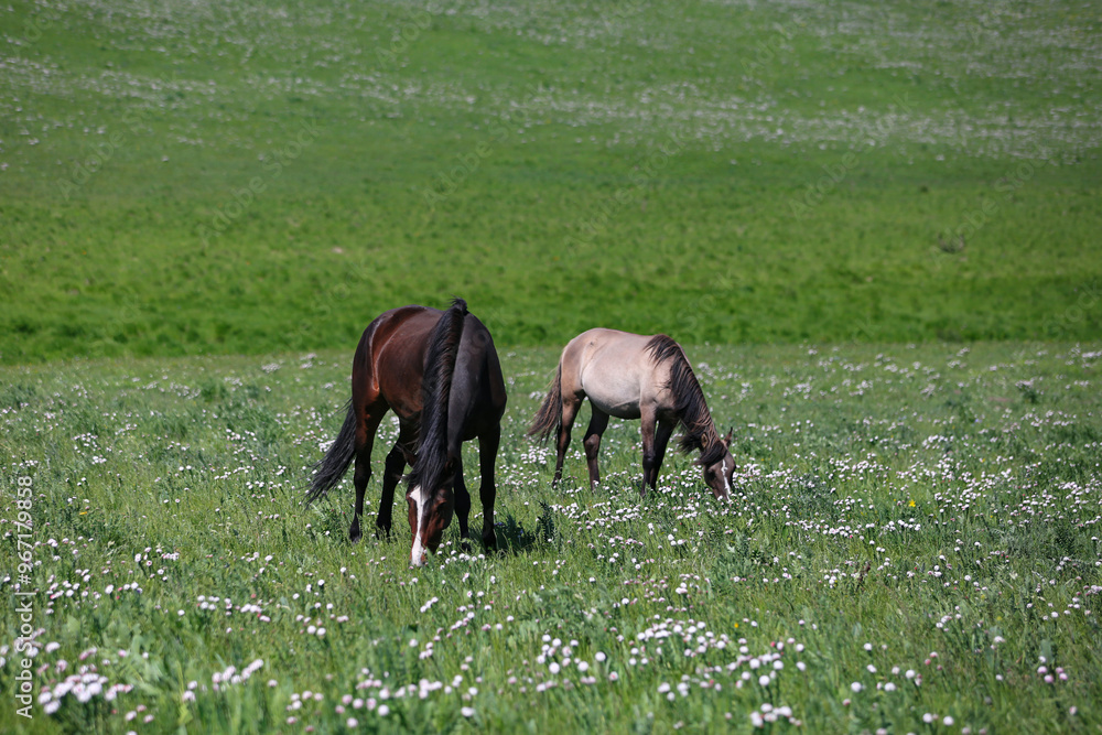 horse grazing in a meadow horse grazing in a meadow