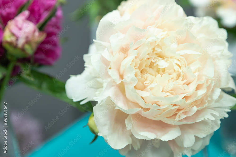 beautiful pink, beige, cream peony Elza von Brabant flower. Closeup. Blurred background beautiful pink, beige, cream peony Elza von Brabant flower. Closeup. Blurred background
