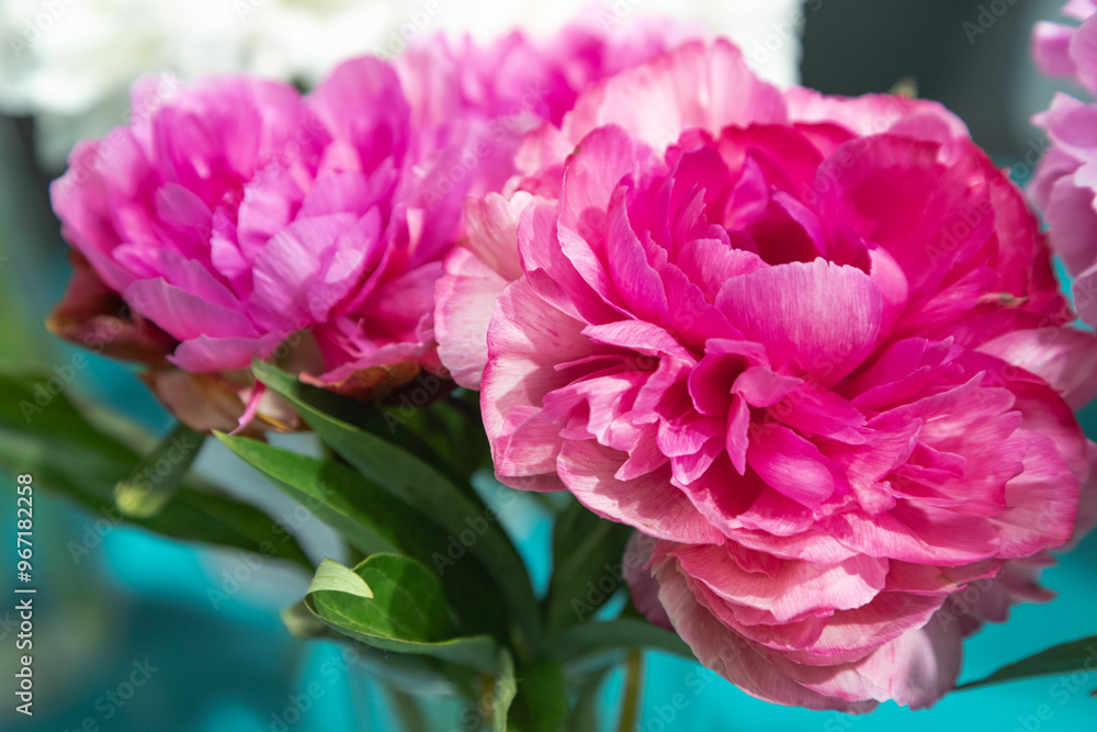 beautiful pink peony Rose heart flower. Closeup. Blurred background beautiful pink peony Rose heart flower. Closeup. Blurred background