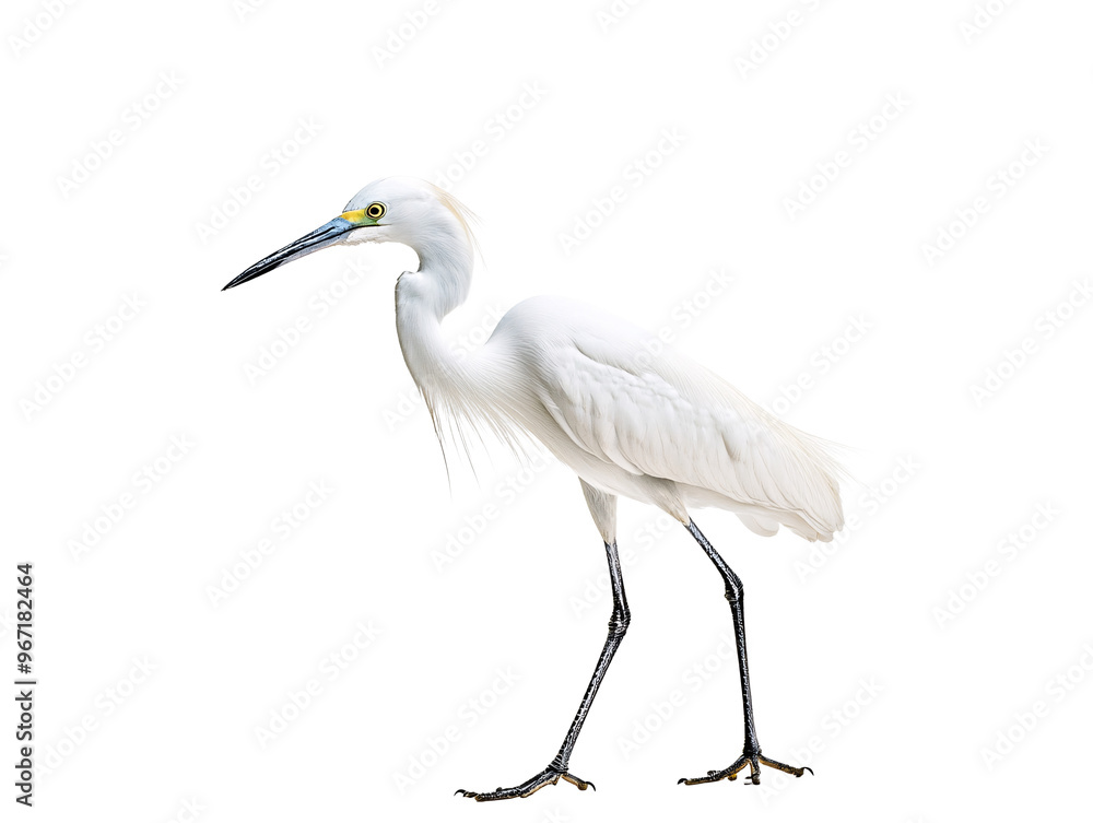 Fototapeta premium a white bird with long legs