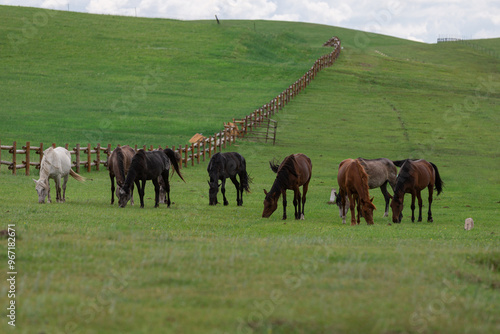 Wallpaper Mural Horses grazing on the prairie Torontodigital.ca