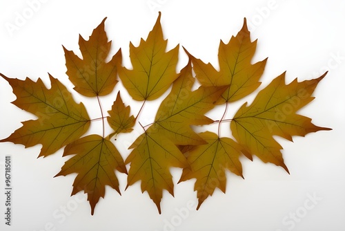 Autumn Vibes: Dry Leaves Isolated on White Background