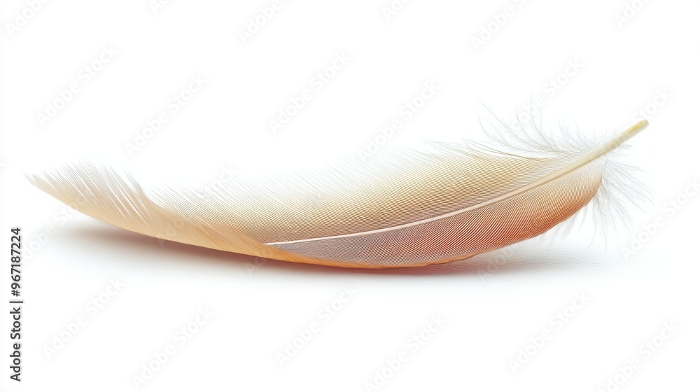 Obraz premium Single Light Brown Bird Feather Isolated on White Background