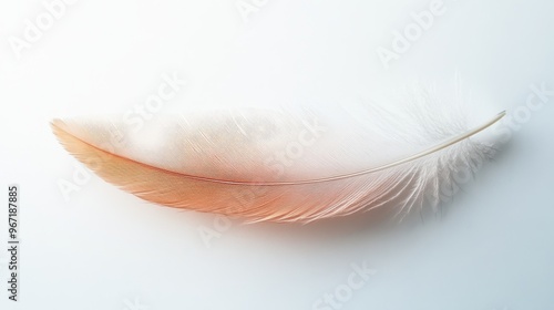 Single Soft Peach and White Bird Feather on White Background