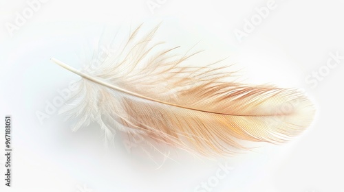 Single Delicate Brown Feather on White Background