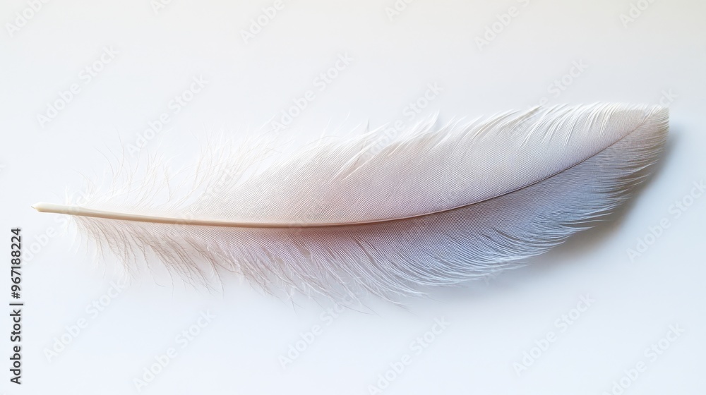 Obraz premium Single White Feather Isolated on White Background