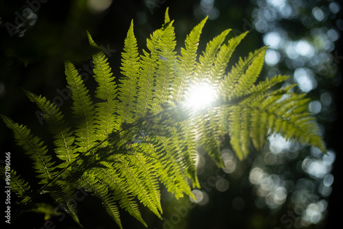 A green fern in the forest. The sun shining through the plant. Wildlife.