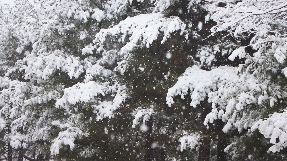 Beautiful nature landscape with white snow and sleet falling in winter fir forest, Christmas background
Beautiful nature landscape with white snow and sleet falling in winter fir forest, Christmas background