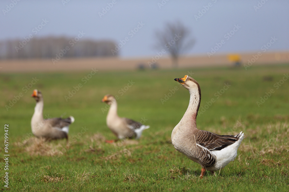 A group of domestic geese graze on a green meadow. A group of domestic geese graze on a green meadow.