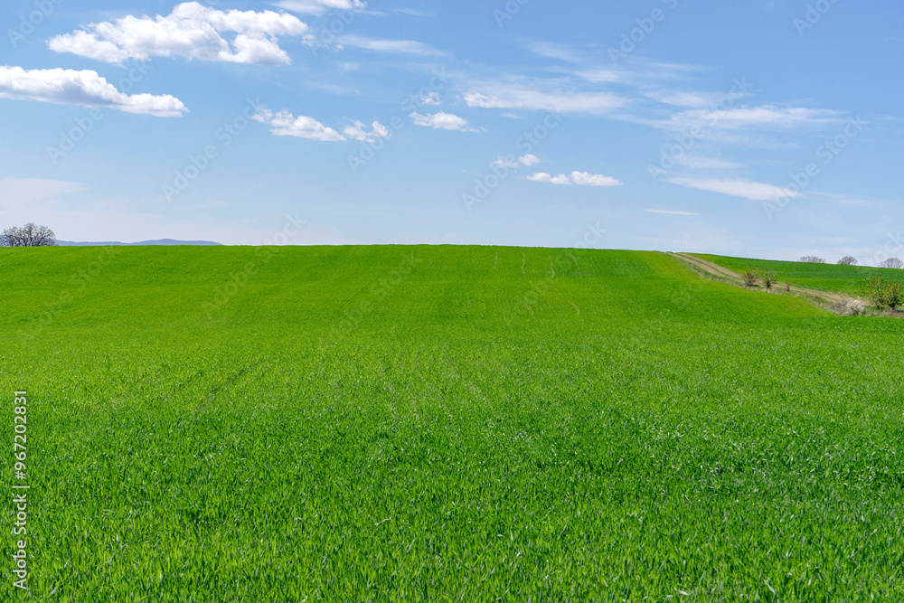 Fototapeta premium A view of a wheat field in Bulgaria