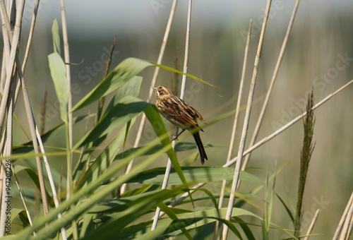 Ptaki, natura - dzika Przyroda
birds - nature