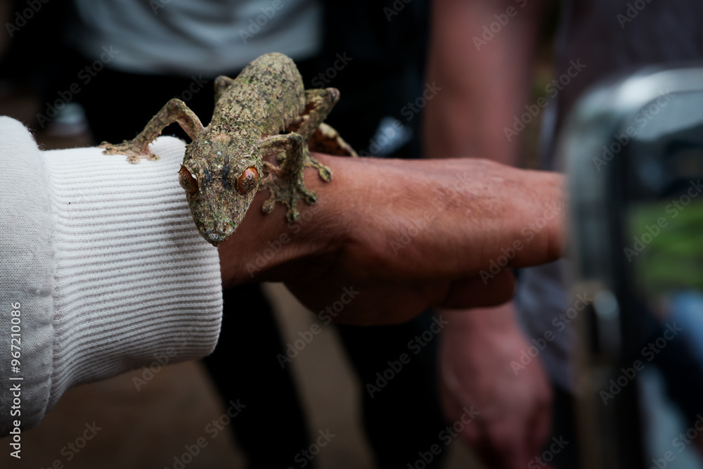 Visitors observe a unique reptile at the Reptile Park in Madagascar during an educational tour Visitors observe a unique reptile at the Reptile Park in Madagascar during an educational tour
