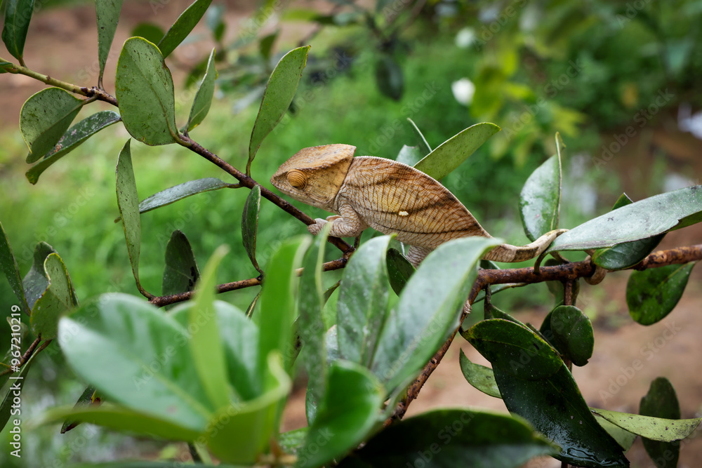Fototapeta premium Explore the diverse reptile park in Madagascar featuring unique chameleons in their natural habitat among lush greenery