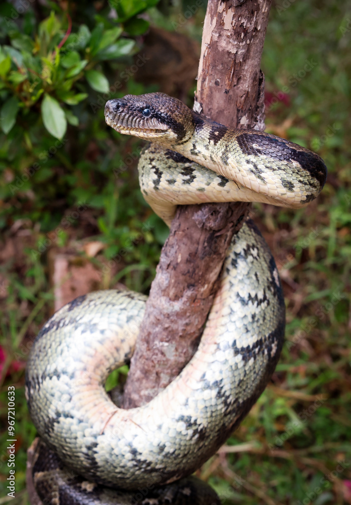Obraz premium A large snake rests on a tree branch in Reptile Park, Madagascar under the lush green surroundings, showcasing its vibrant scales during daylight