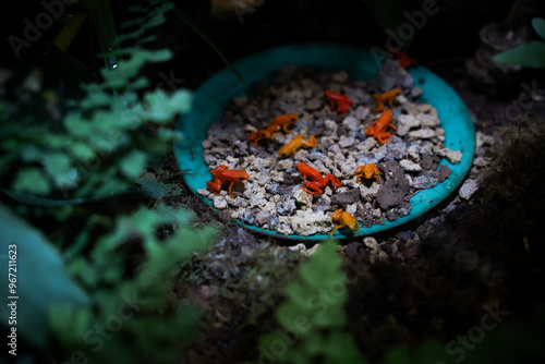 Colorful frogs gather around a feeding dish at a reptile park in Madagascar during a sunny afternoon photo