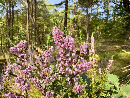 Lila blühende Besenheide vor einer Waldlichtung im August, Heide, Natur, Heidelandschaft, Senne, Umwelt, Lüneburger Heide photo