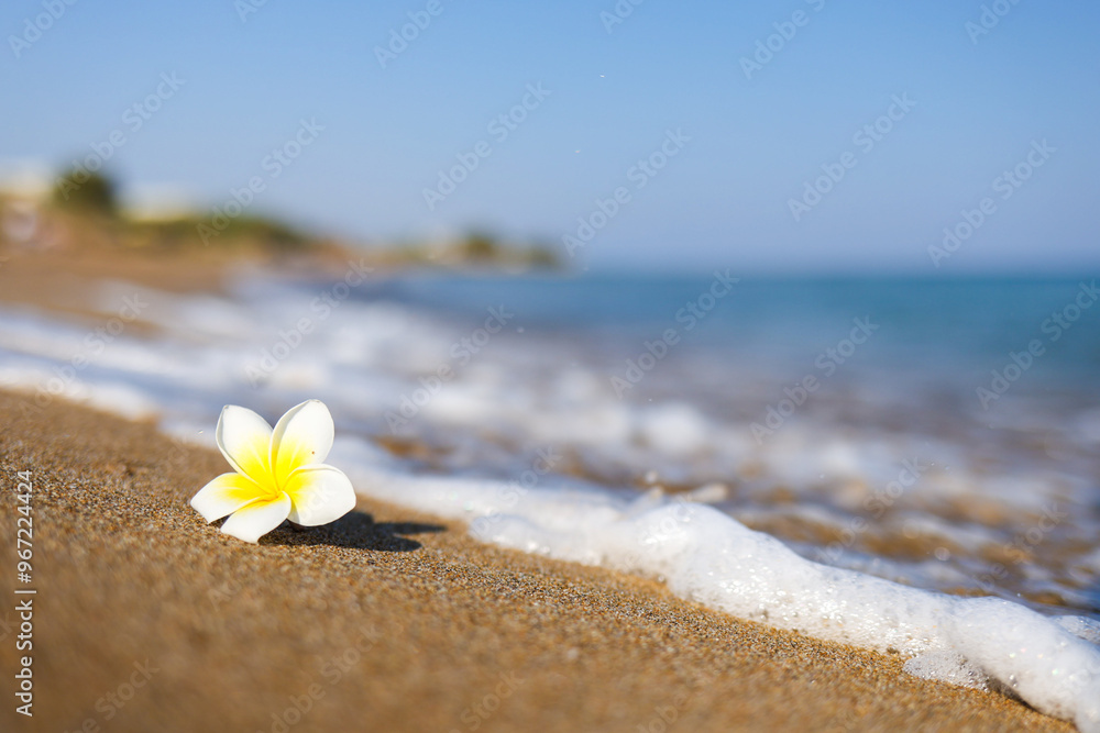 beautiful plumeria flower on sandy beach near sea waves, suitable for vacation theme beautiful plumeria flower on sandy beach near sea waves, suitable for vacation theme