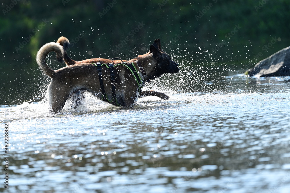 Fototapeta premium Hunde am Fluss. Malinois erfrischen sich am Wasser