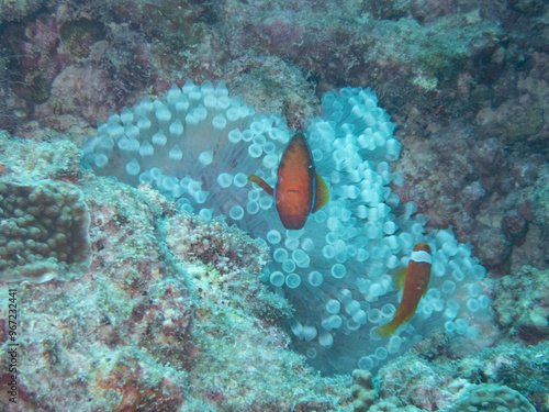 Tomato Anemonefish in whitened sea anemone photo