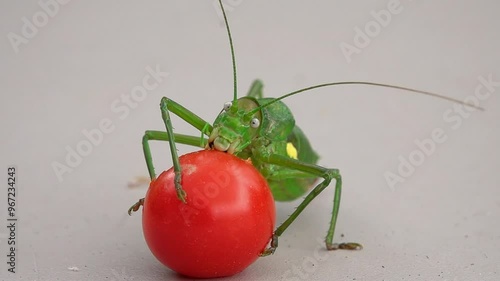Green grasshopper eats a fresh tomato