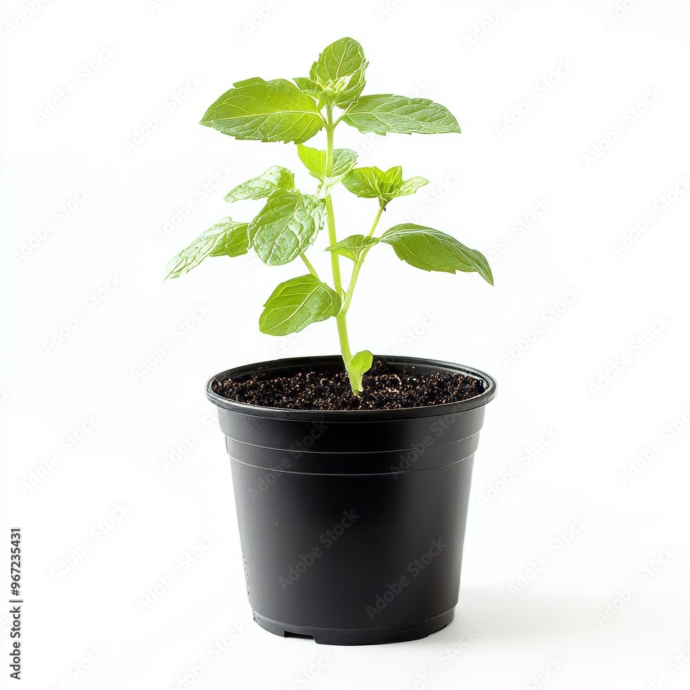 a potted pepper mint a potted pepper mint