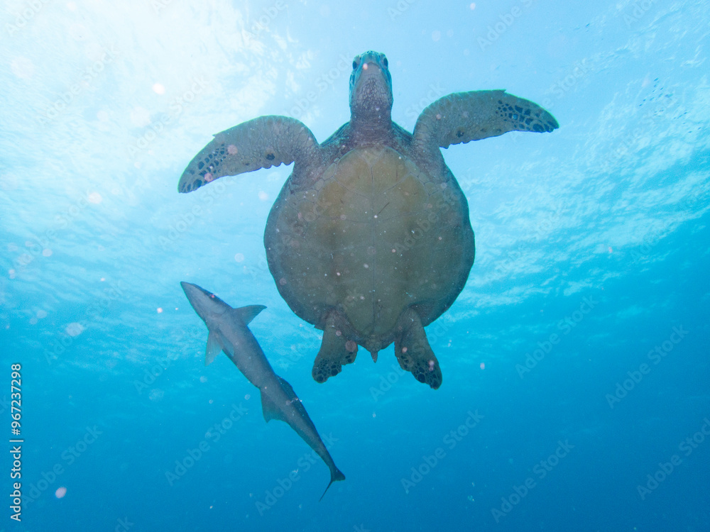 Obraz premium Green Turtle swimming with Sharksucker