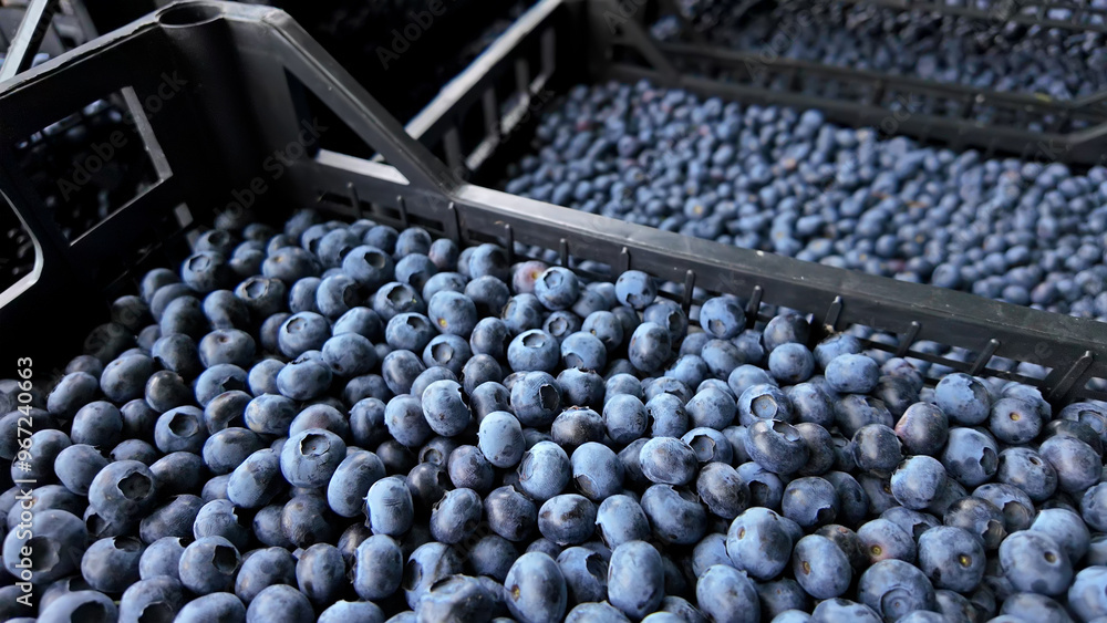 Fototapeta premium Freshly picked organic blueberries in fruit crates prepared for selling on a market.