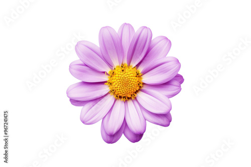 Top view of a single purple flower isolated on white background