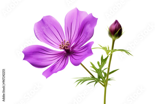 Purple flower with soft petals gently unfurling in a field of greenery isolated on white background