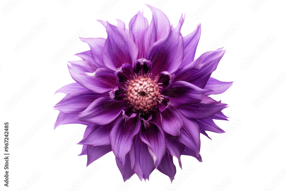 Purple flower in full bloom with rich hues and delicate texture highlighted by natural light isolated on white background Purple flower in full bloom with rich hues and delicate texture highlighted by natural light isolated on white background