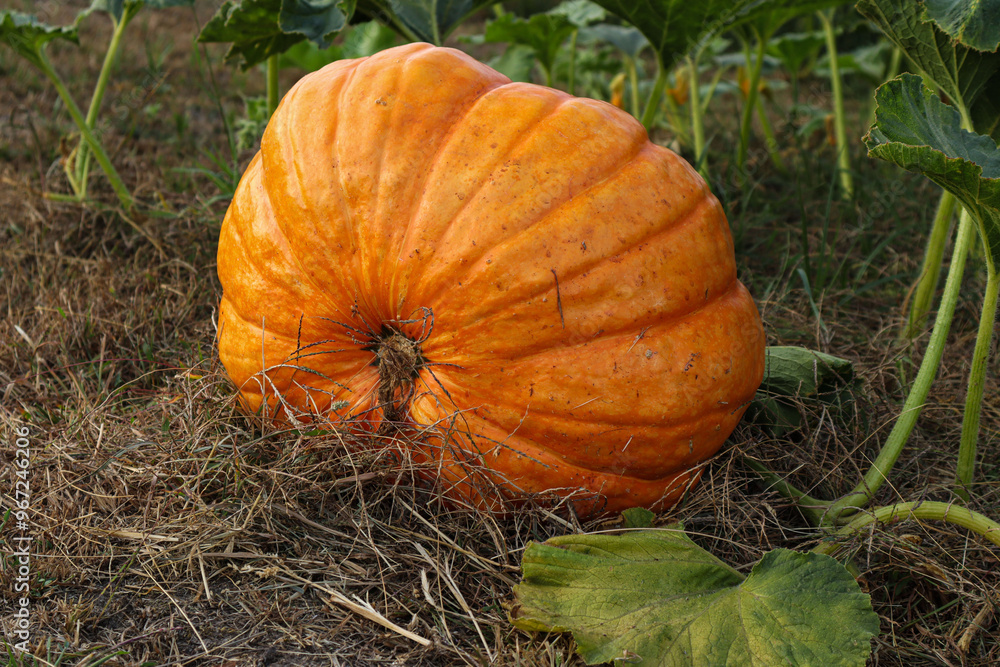 Obraz premium Orange pumpkin ripening in the garden on an autumn day