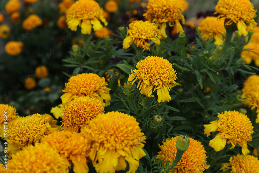Autumn background: yellow marigolds in the autumn garden Autumn background: yellow marigolds in the autumn garden