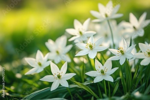 A group of white, star-shaped flowers with yellow stamens and green leaves in a grassland, softly lit with natural, warm tones.