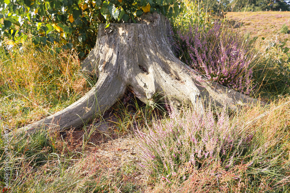 Heather, Daytime. Blooming heather on the hill. Scenic hiking path through beautiful purple heather flowers on an Danish hill. Heather, Daytime. Blooming heather on the hill. Scenic hiking path through beautiful purple heather flowers on an Danish hill.