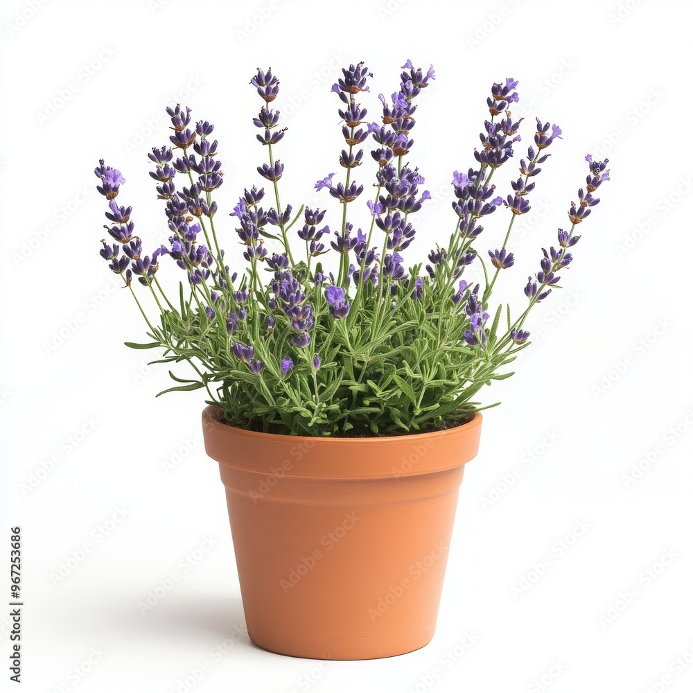 a potted lavender plant a potted lavender plant