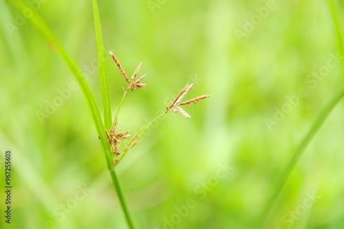 Branch and flowers blooming of Cyperus rotundus grass in nature. Another name is Nut grass, Cocograss and Purple nutsedge.