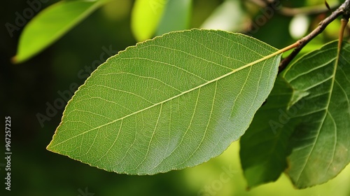 A close-up view of a serviceberry leaf, showcasing its intricate veins and rich, natural colors. The leaf's delicate texture and subtle variations in hue highlight the beauty of this plant,