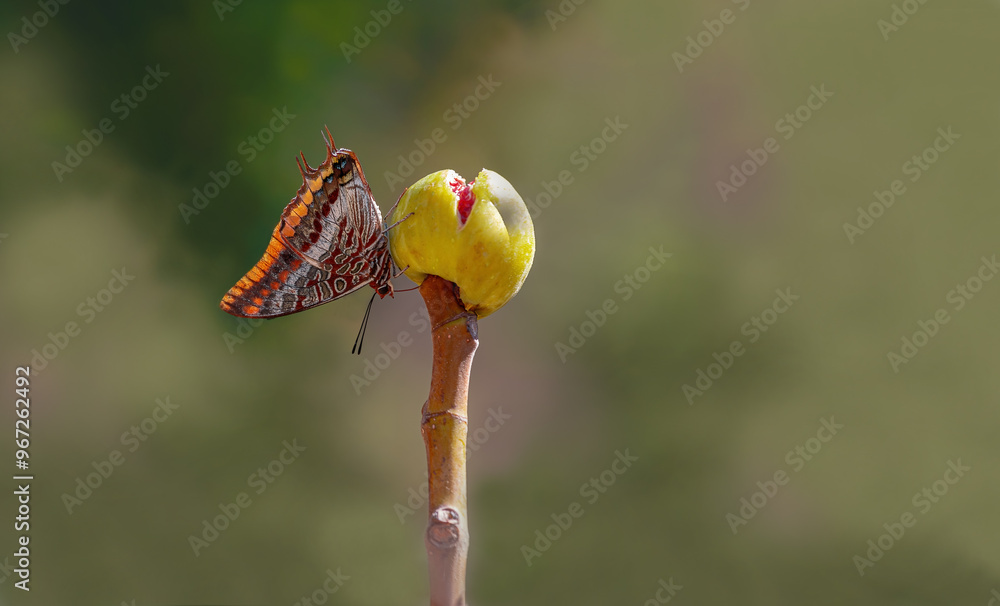 Double-Tailed Pasha butterfly (Charaxes jasius). On a fig tree, one of its favorite habitats. Izmir - Türkiye