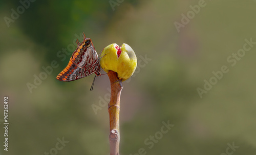 Double-Tailed Pasha butterfly (Charaxes jasius). On a fig tree, one of its favorite habitats. Izmir - Türkiye photo