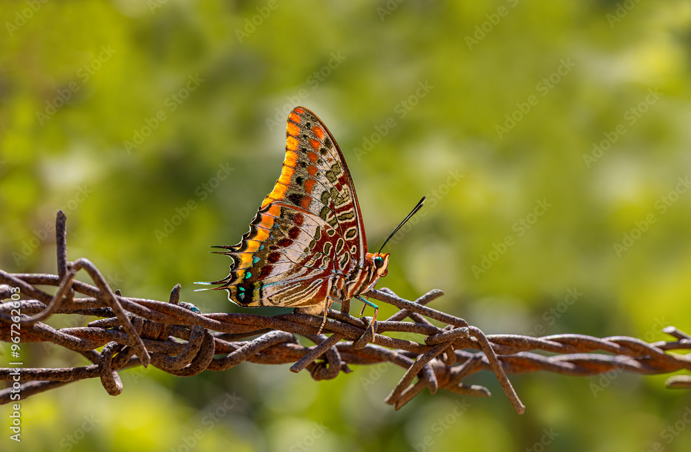 Double-tailed Pasha butterfly (Charaxes jasius).On the garden fence.Izmir - Türkiye