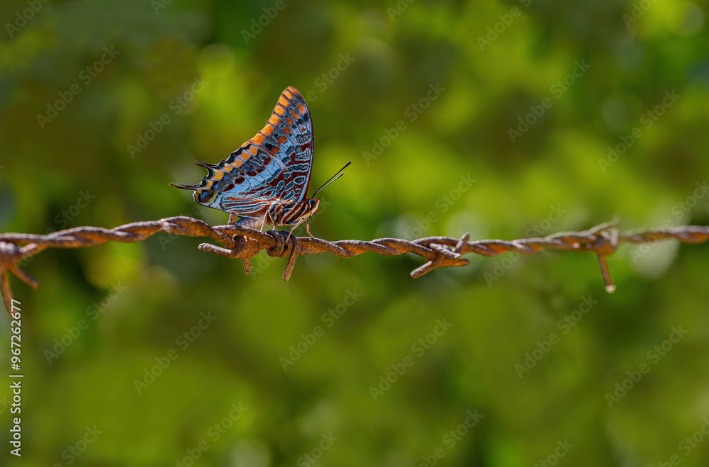 Double-tailed Pasha butterfly (Charaxes jasius).On the garden fence.Izmir - Türkiye