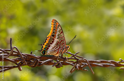 Obraz na płótnie Double-tailed Pasha butterfly (Charaxes jasius).On the garden fence.Izmir - Türkiye w salonie