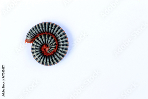A brightly colored millipede curled up into a perfect circle against a white background.