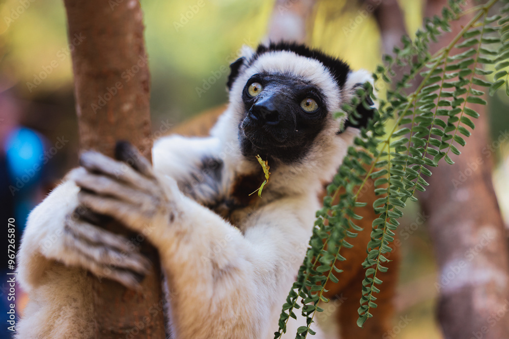 Fototapeta premium Sifaka lemur climbing a tree in Madagascar while foraging for leaves in the afternoon sunlight