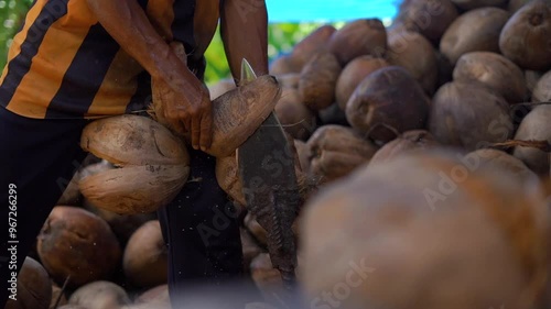 Close-up, farmer's hands peeling a coconut using a traditional tool,  Coconut husk peeling on traditional tool, smallholder farmer on farm, copra farming 