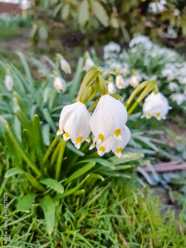 white flowers in the garden (Lily of the valley)