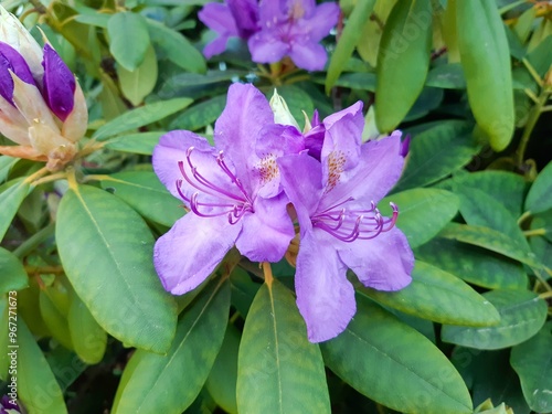 purple flowers in the garden