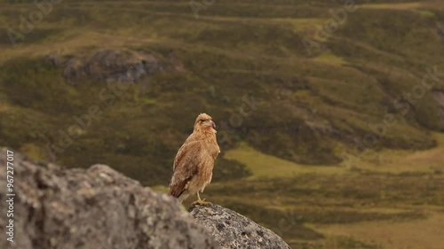 Falcon perched in the Chimborazo mountains, Ecuador, surrounded by rugged terrain